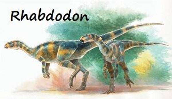 R-DINO 12