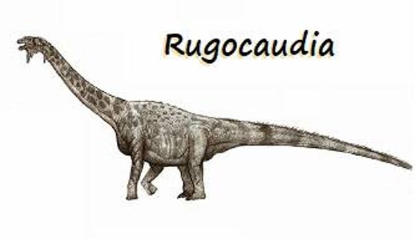 R-DINO 15