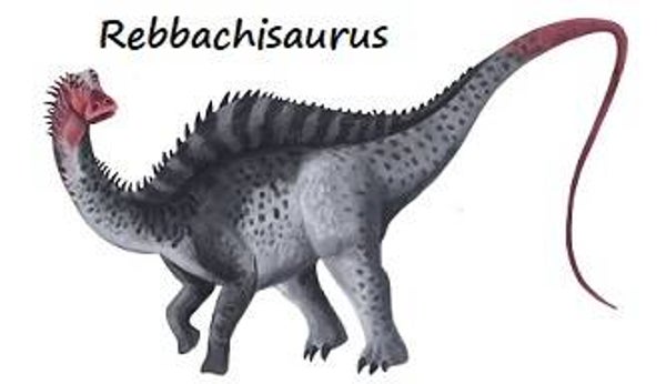 R-DINO 16