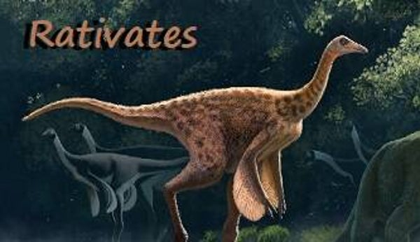 R-DINO 17