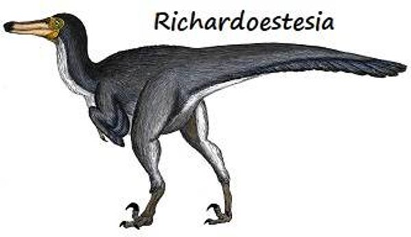 R-DINO 18