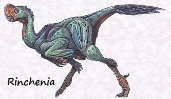 R-DINO 03