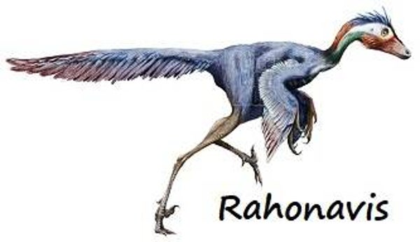 R-DINO 05