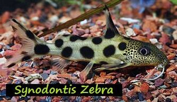 Synodontis Zebra Hybrid