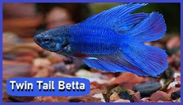 Twin Tail Betta Magnet