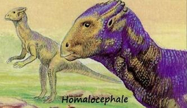 Dinosaur Magnet #314