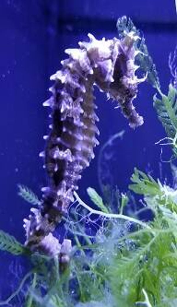 Seahorse #1