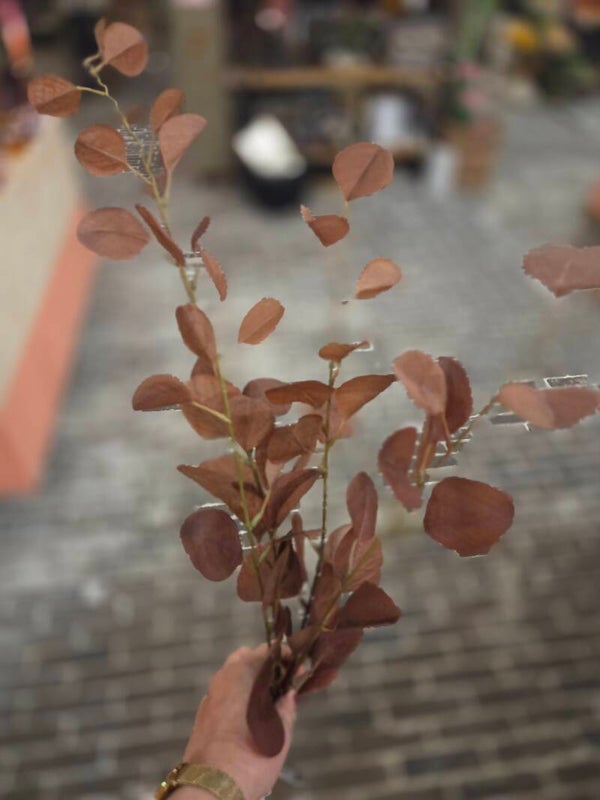 Zijdenbloem Eucalyptus bruin