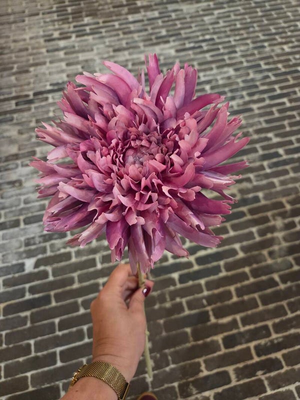 Zijdenbloem spinchrysant lavendel