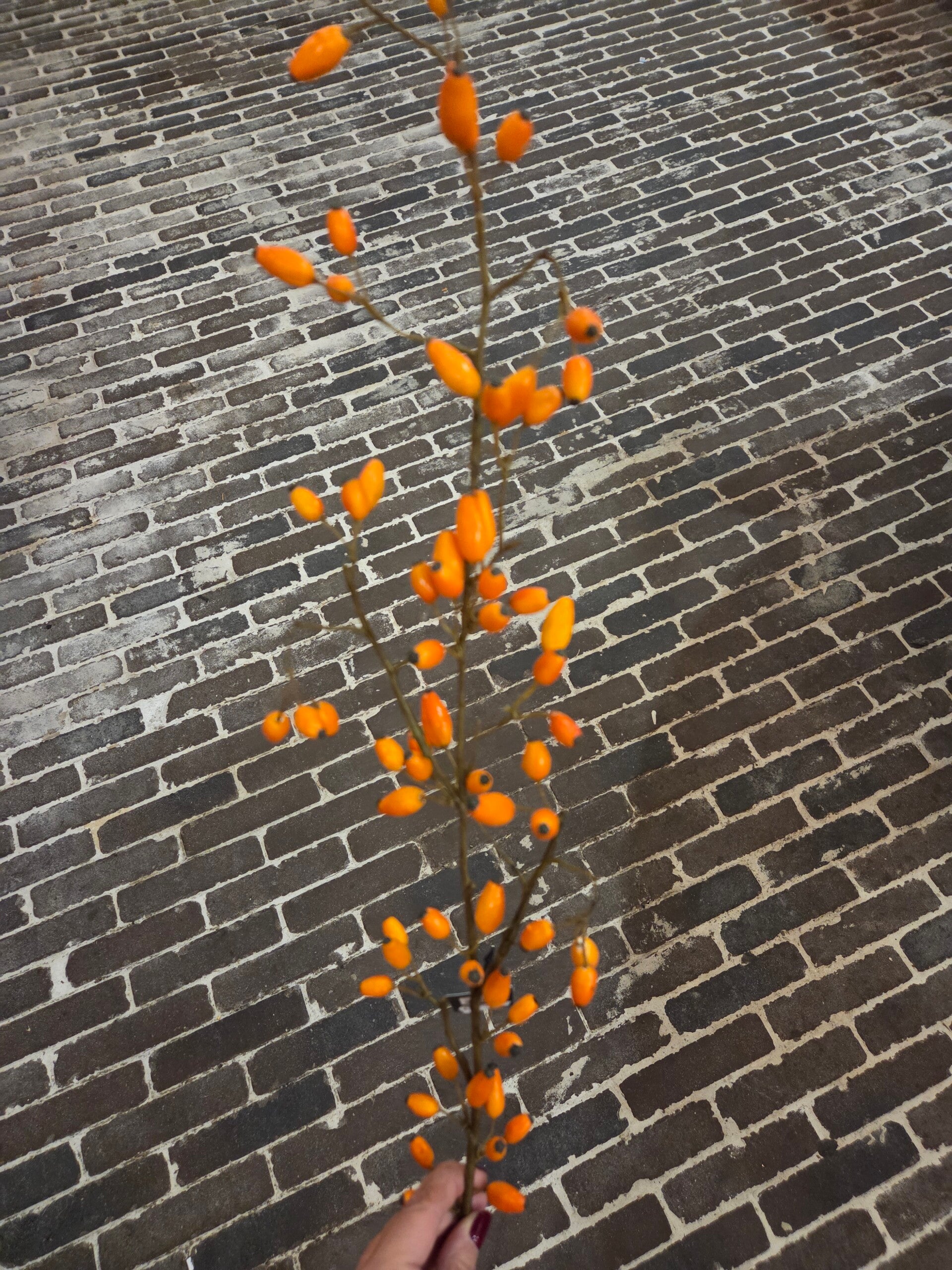 Zijdenbloem rozenbottel oranje