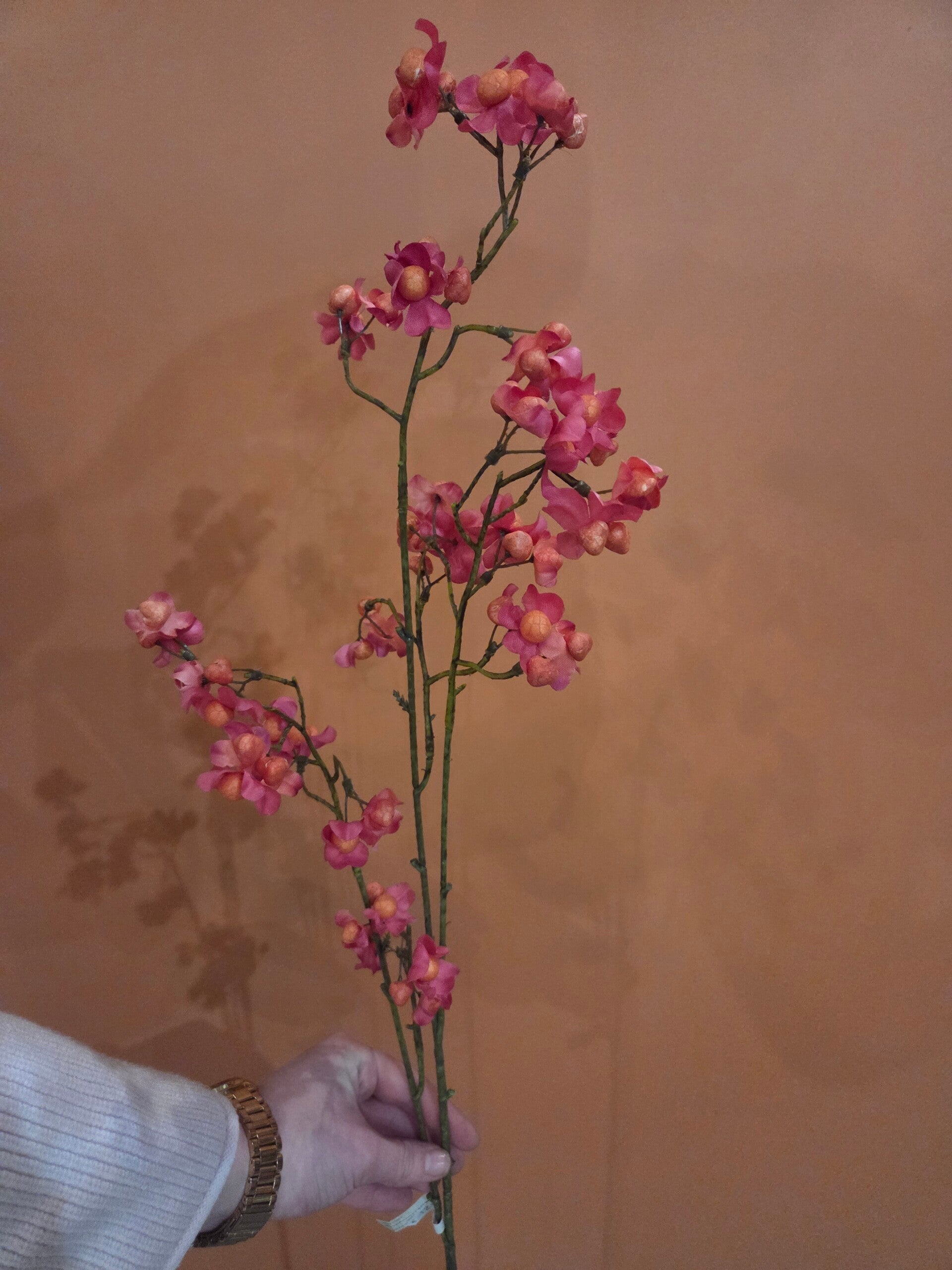 Zijdenbloem kardinaalsmuts