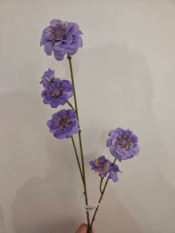 Zijdenbloem zinnia
