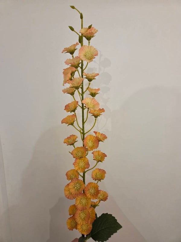 Zijdenbloem blumea laciniata