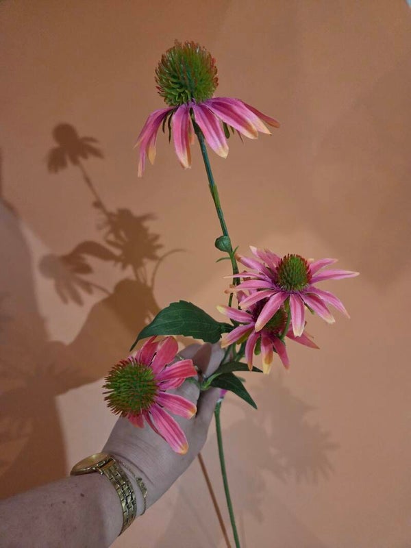 Zijdenbloem echinacea