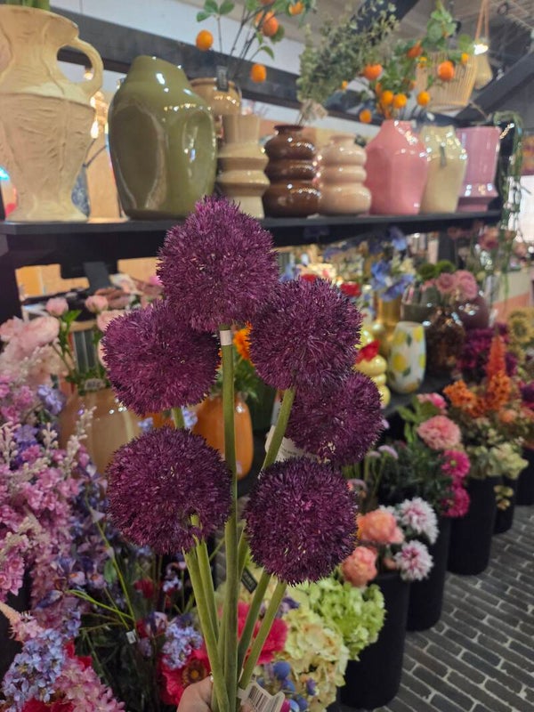 Zijdenbloem allium