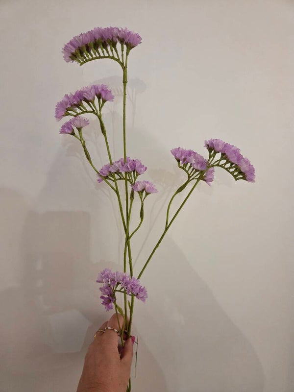 Zijdenbloem