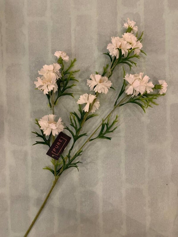 Zijdenbloem korenbloem crème