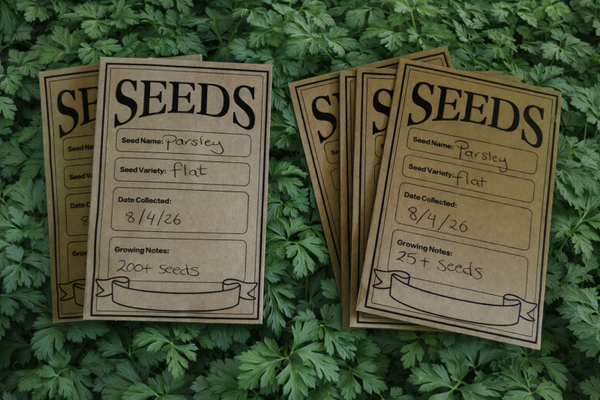 Parsley seeds x200 flat Italian organic Aussie home grown herbs
