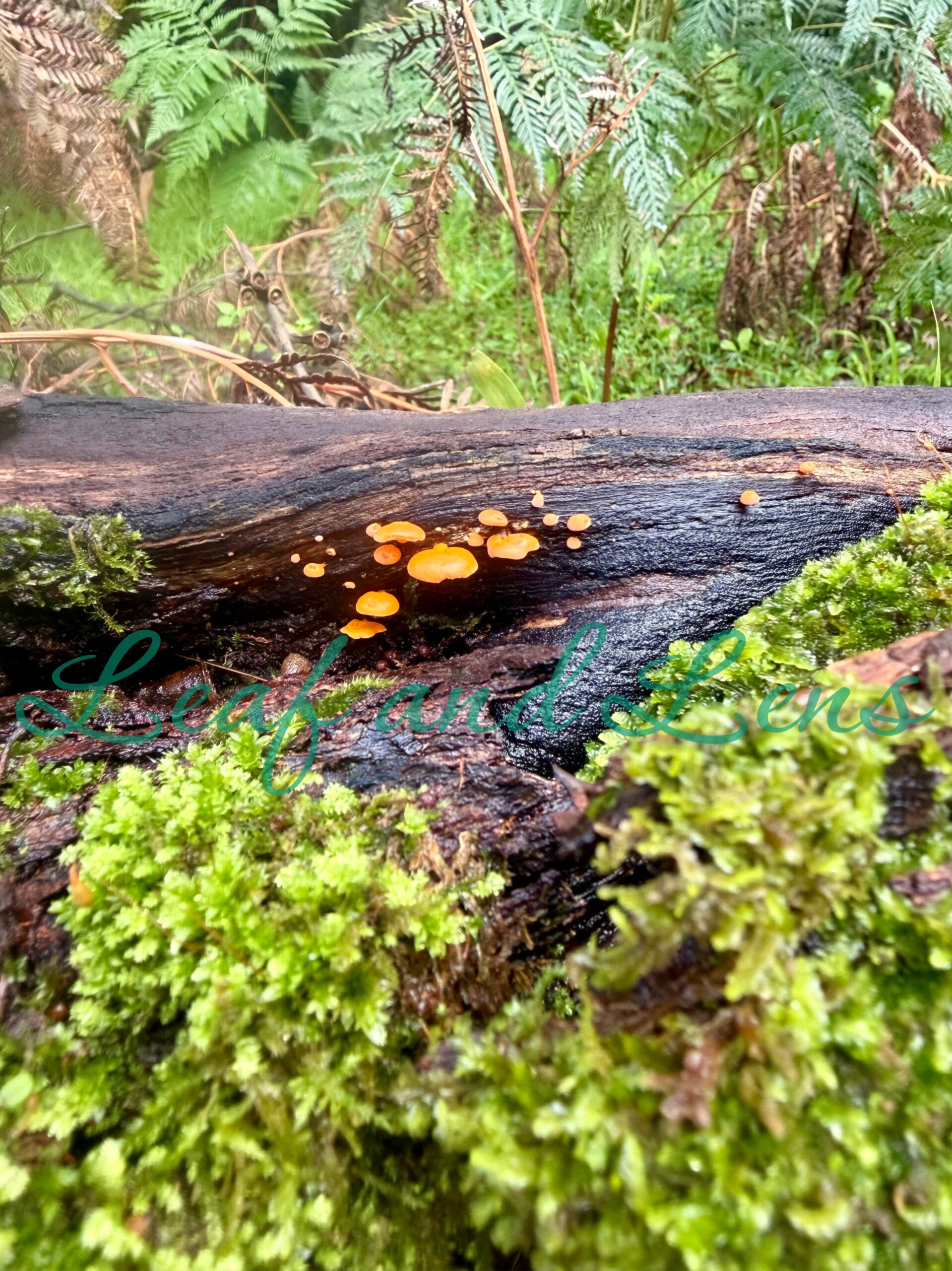 Digital photograph tiny orange fungi mossy woodland witchy cottage core