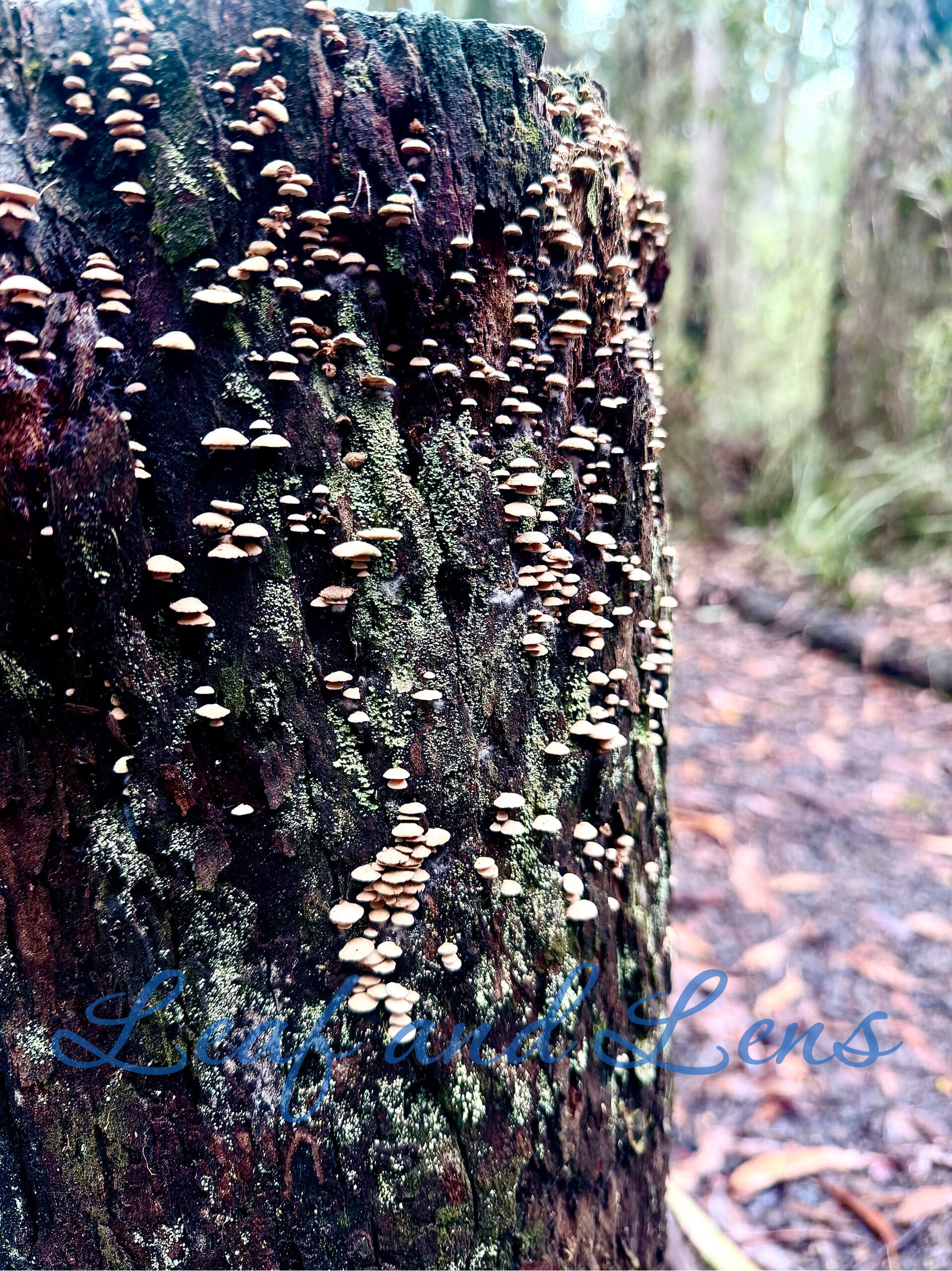 Tiny forest mushroom fungi digital image photography nature