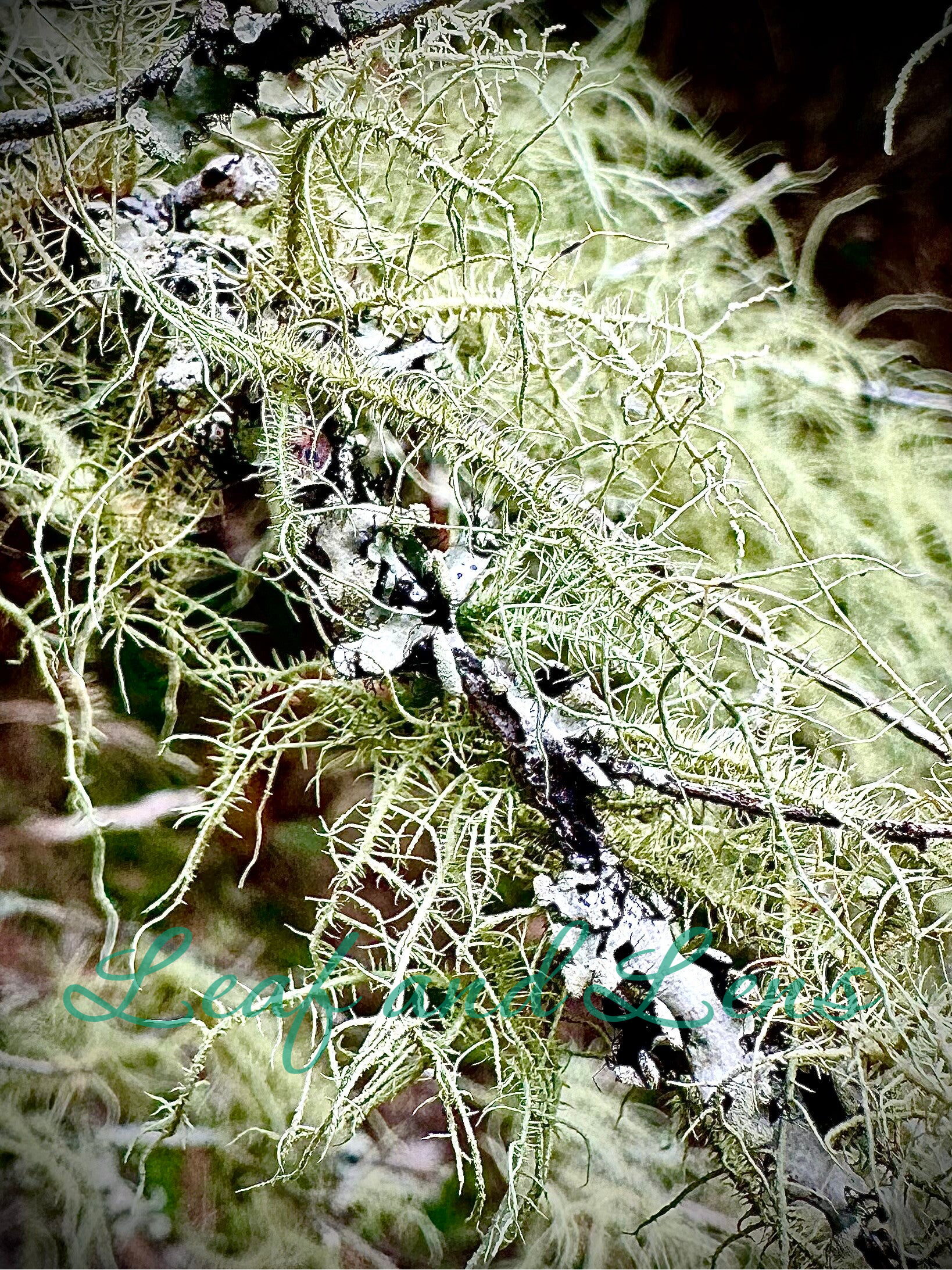 Tree lichen usnea digital photograph whimsical forest nature