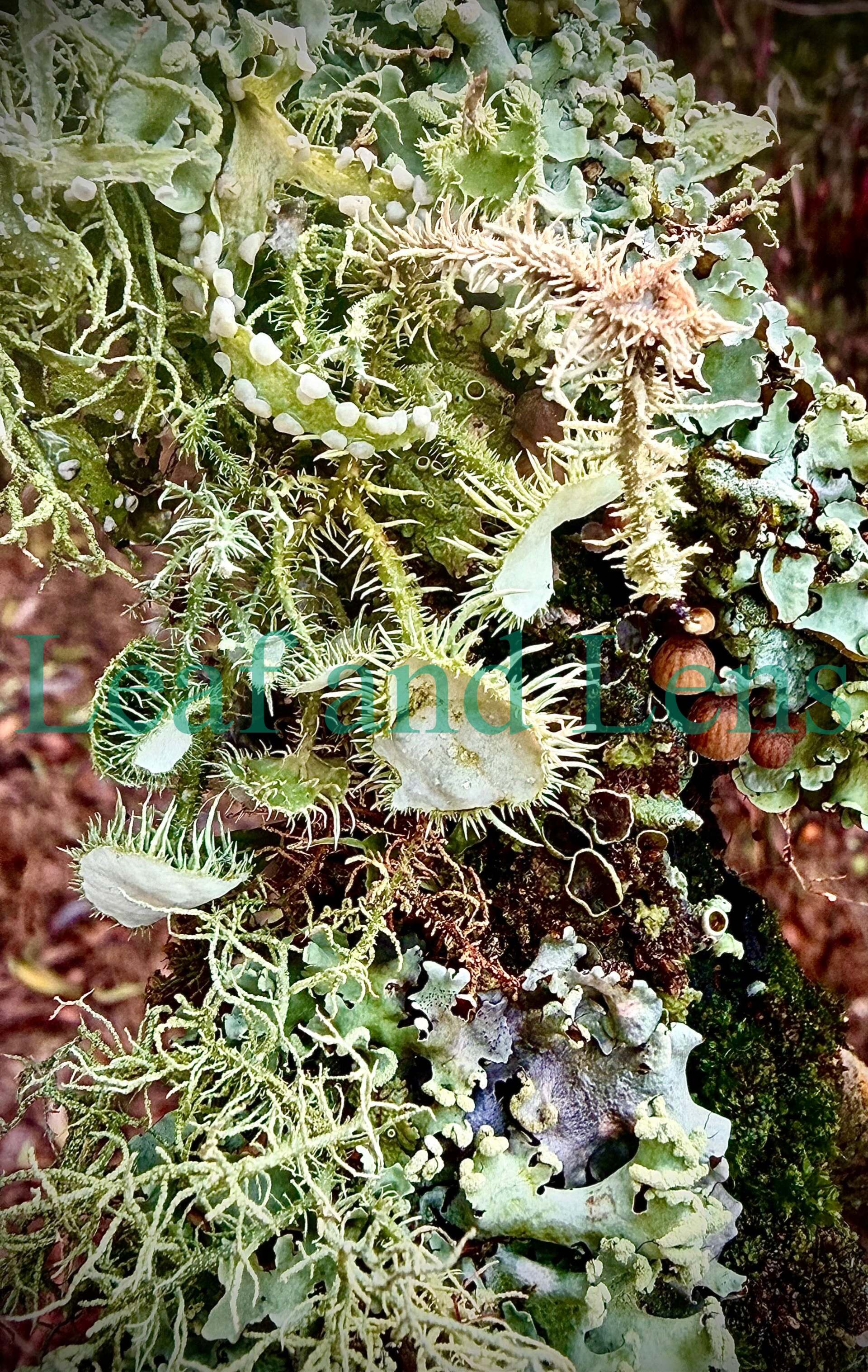 Miniture lichen forest digital image photography nature