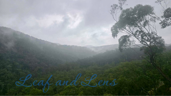 Misty mountains digital photograph nature east Gippsland rain clouds