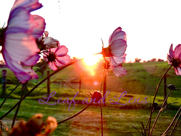 Cosmos at Sunset | Fine Art Nature Photography | Digital Download