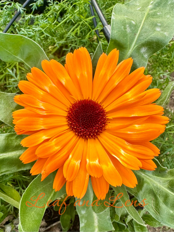 Calendula in Full Bloom | Fine Art Botanical Photography | Digital Download
