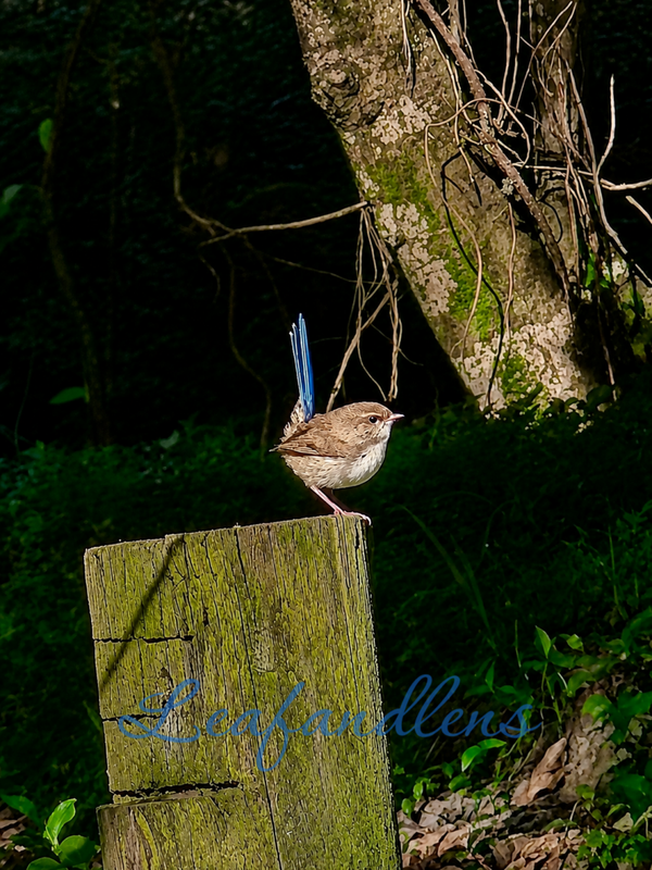 Superb Fairywren digital download photography birds nature