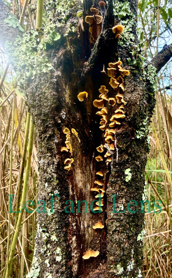 Woodland fungi digital image photography nature bushland wall art