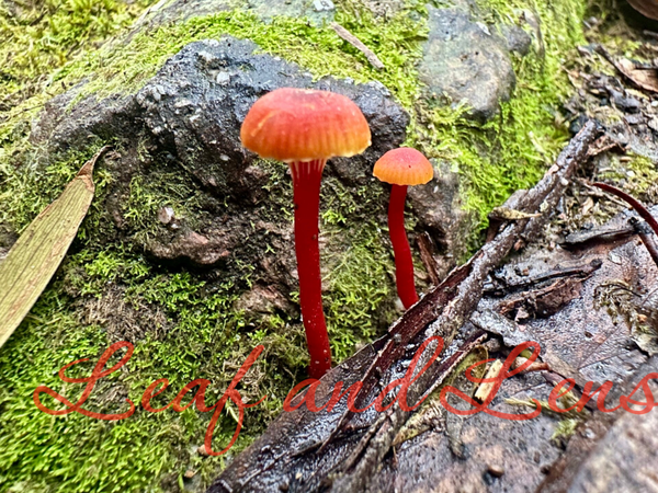 Scarlet red mushrooms digital image photography nature bushland