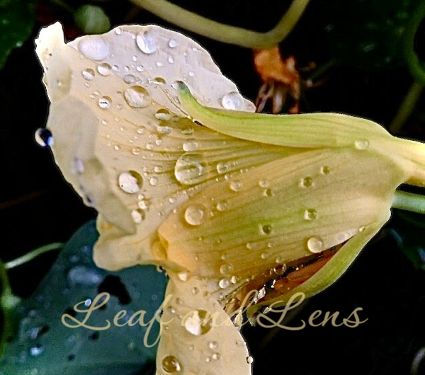 Yellow Nasturtium After the Rain | Fine Art Macro Photography | Digital Download