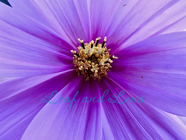 Cosmos in Bloom | Fine Art Macro Flower Photography | Digital Download