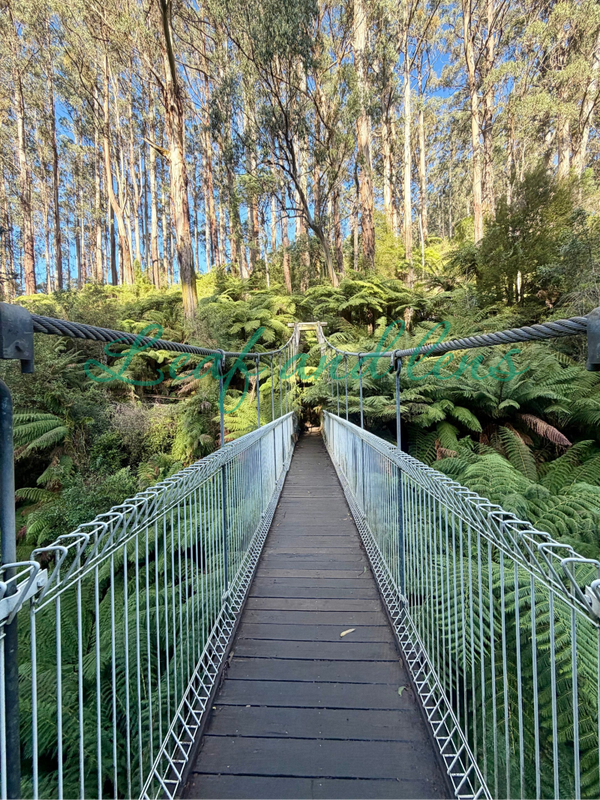 Tarra Bulga national park swing bridge digital image download
