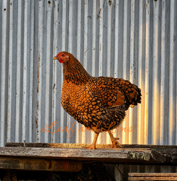 Golden laced Wyandotte hen chicken digital photography farmhouse
