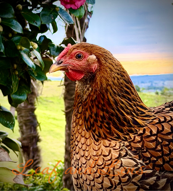 Golden Laced Wyandotte Hen Portrait | Fine Art Chicken Photography | Digital Download