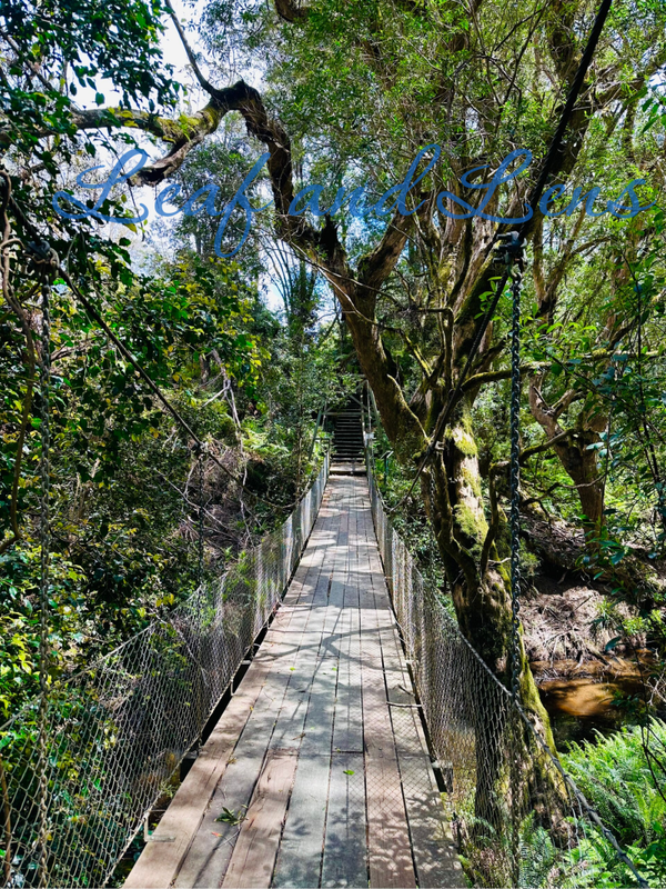 McKenzie River Rainforest Walk, Victoria | Digital Download