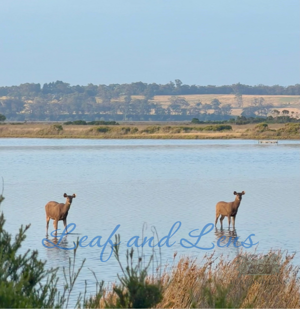 Sambar Deer at the Wetlands – Digital Nature Photograph