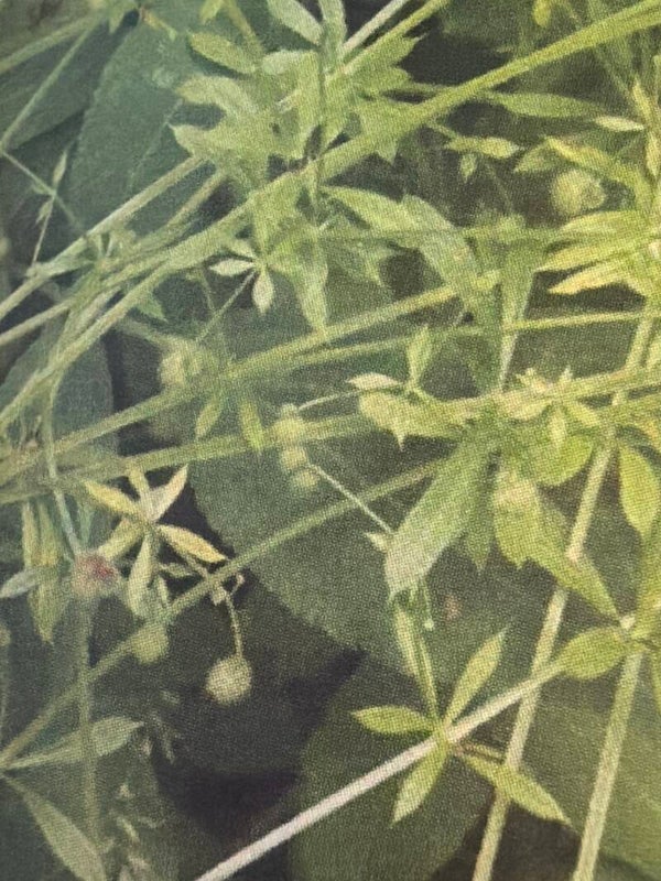 Cleavers dried whole 20g organic homegrown