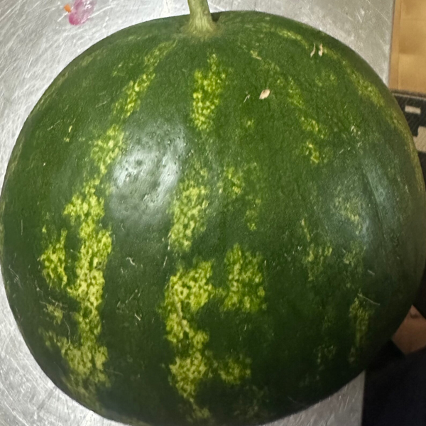 Sugar baby watermelon x25 seeds organic homegrown