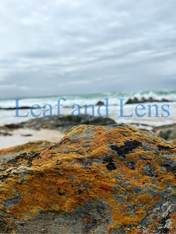 Coastal Lichen at Cape Conran – Digital Nature Photograph