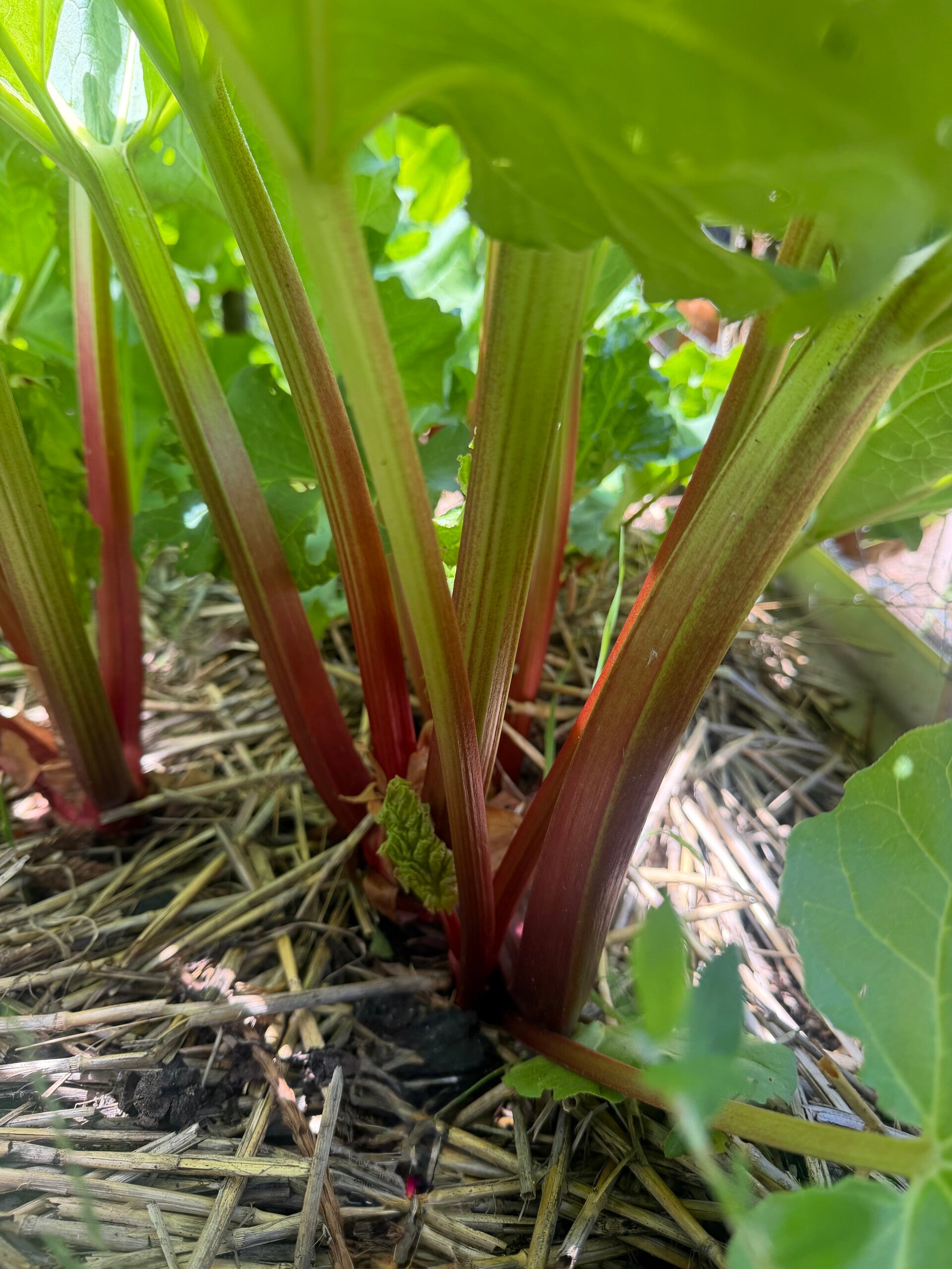 Fresh organic homegrown rhubarb bunch
