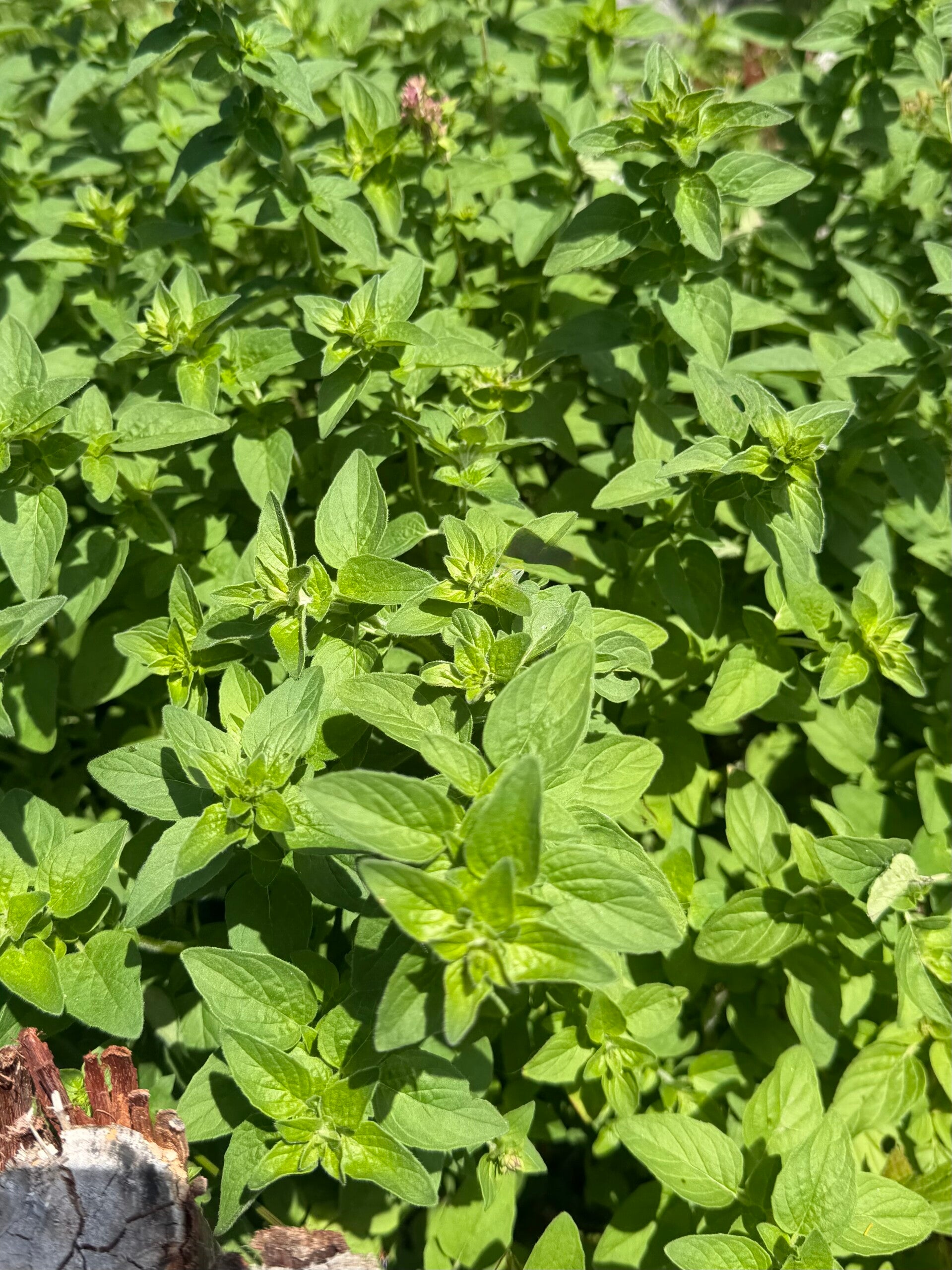 Fresh organic oregano bunch homegrown