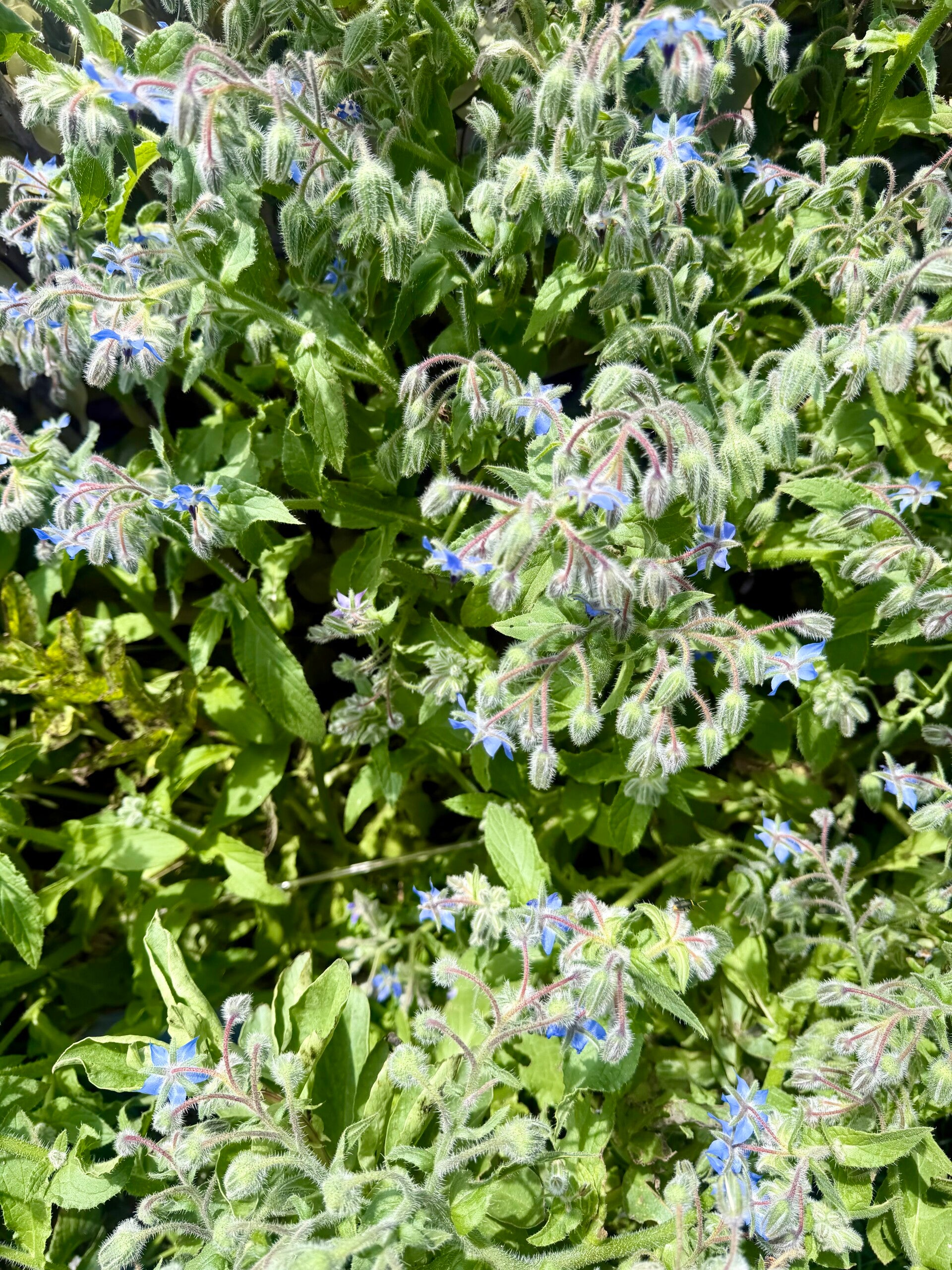 Borage bunch fresh organic homegrown