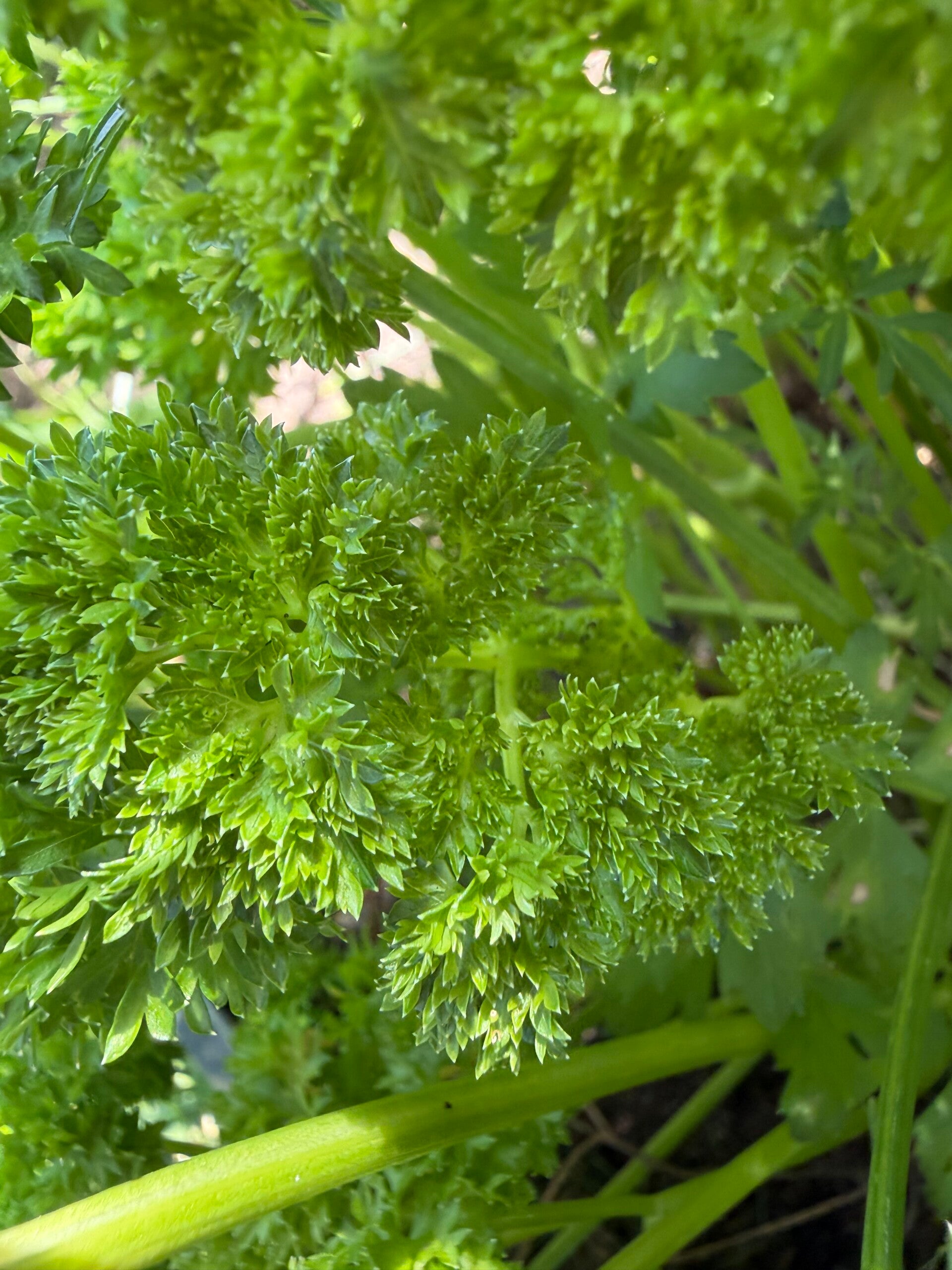 Organic home grown Curly parsley fresh bunch