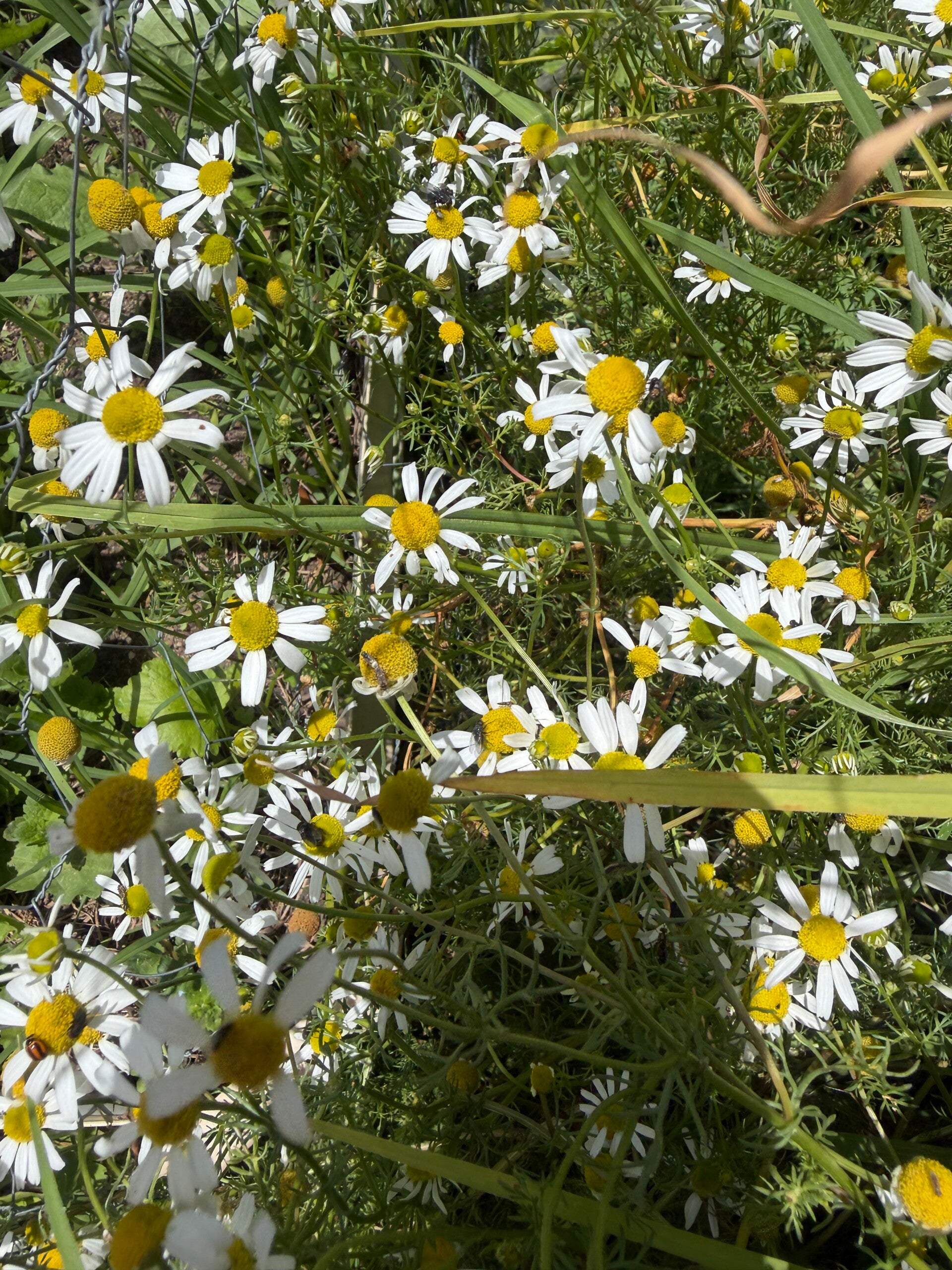 Fresh organic homegrown chamomile bunch flowers