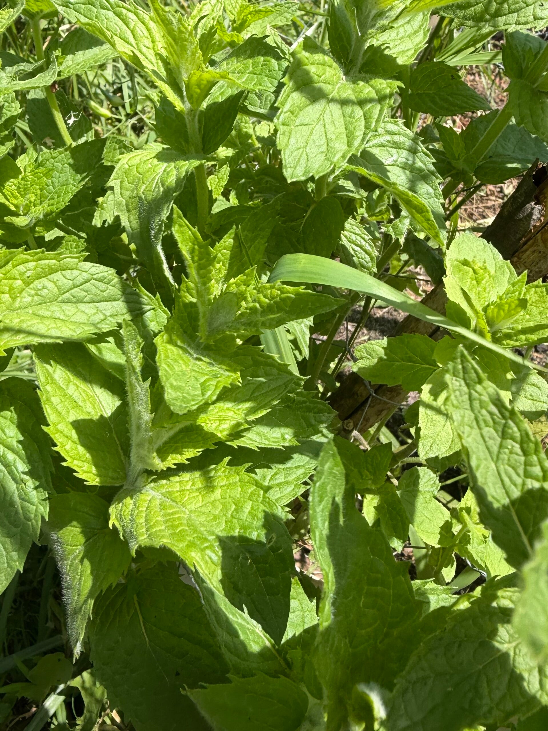 Fresh organic spearmint bunch