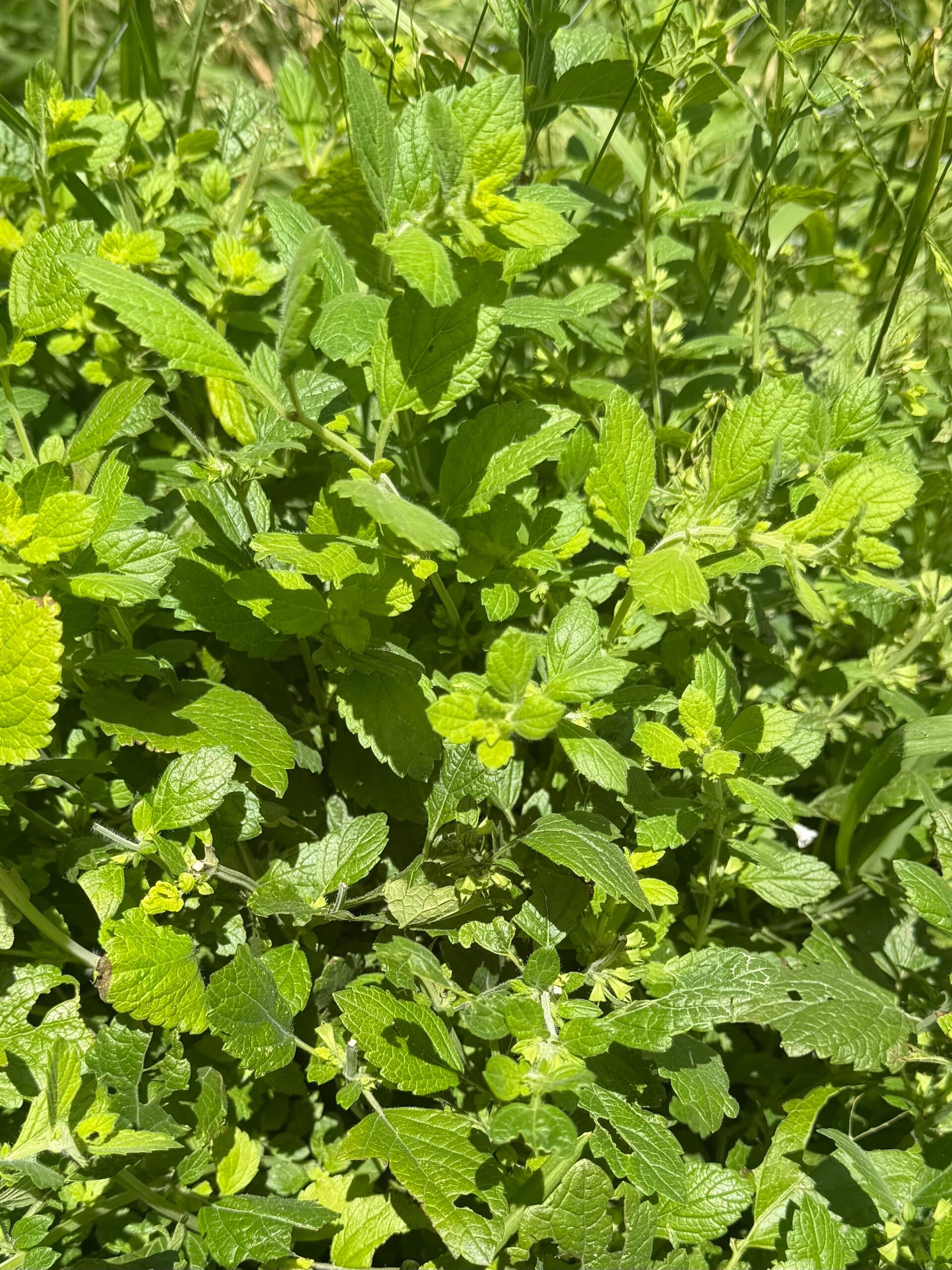 Fresh organic lemonbalm bunch