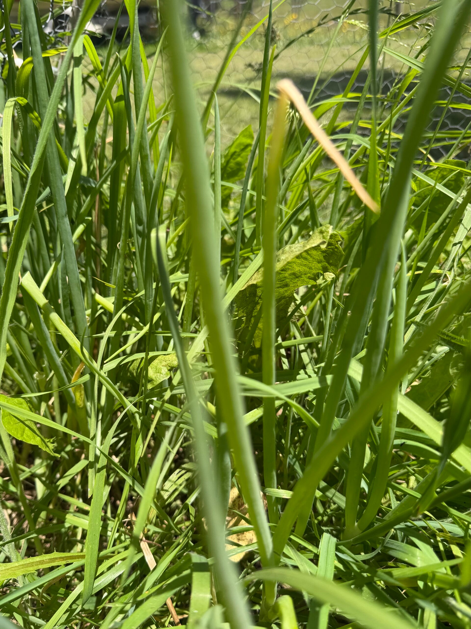 Fresh spring onions bunch